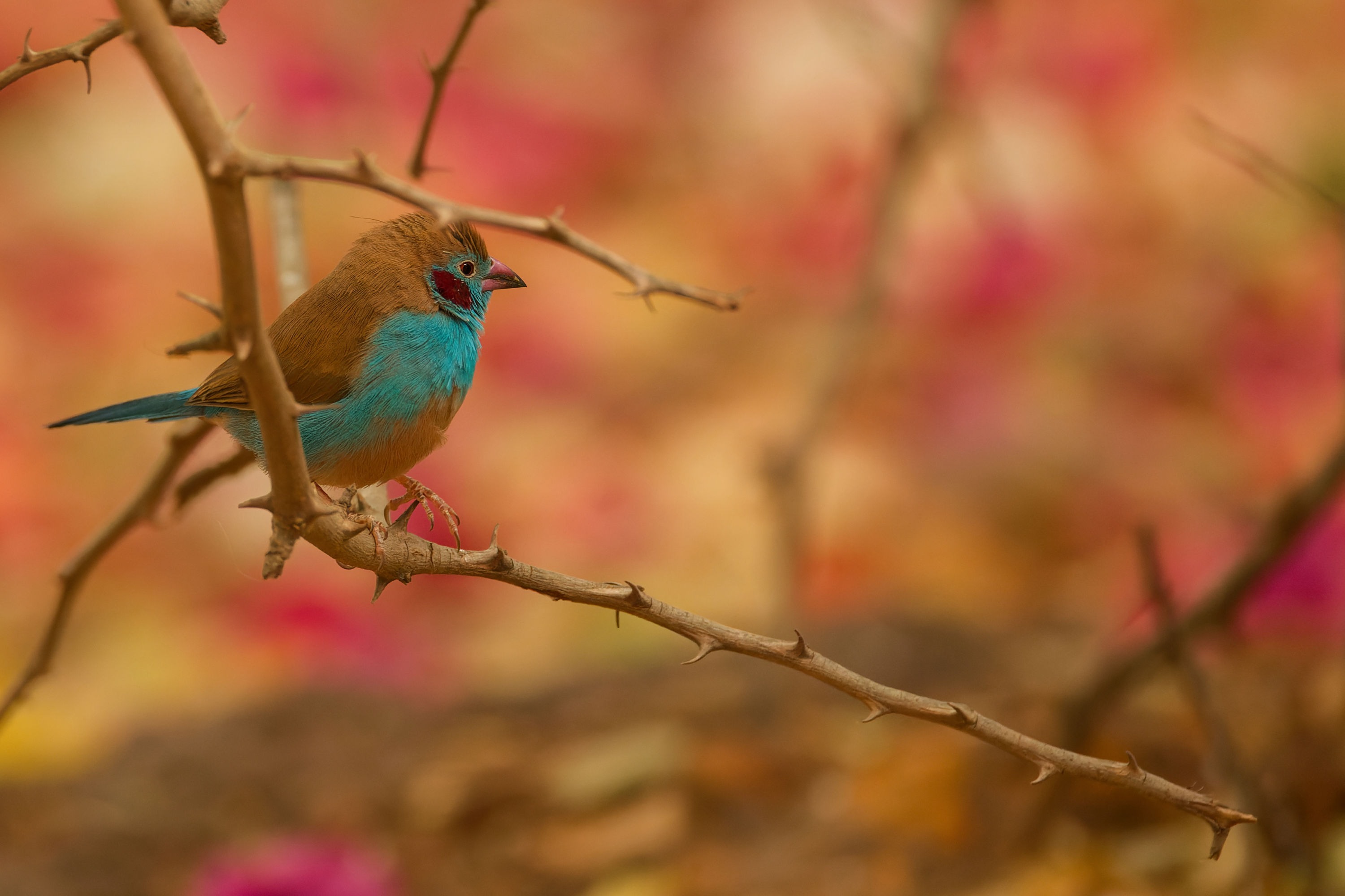 Cordonbleu à joues rouges Cordonbleu à joues rouges posé sur une branche au Sénégal