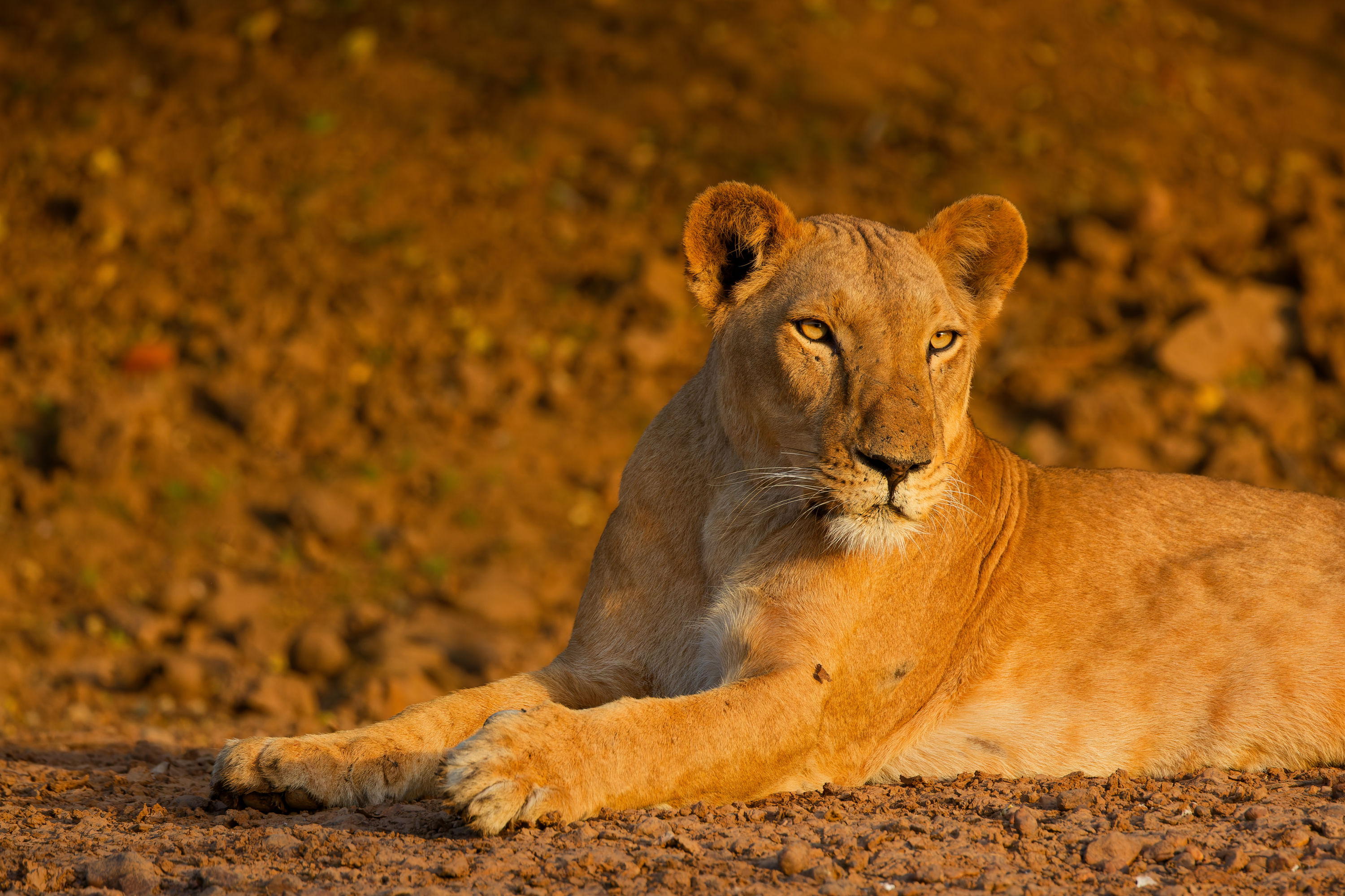 Lionne Lionne allongée par terre au Sénégal