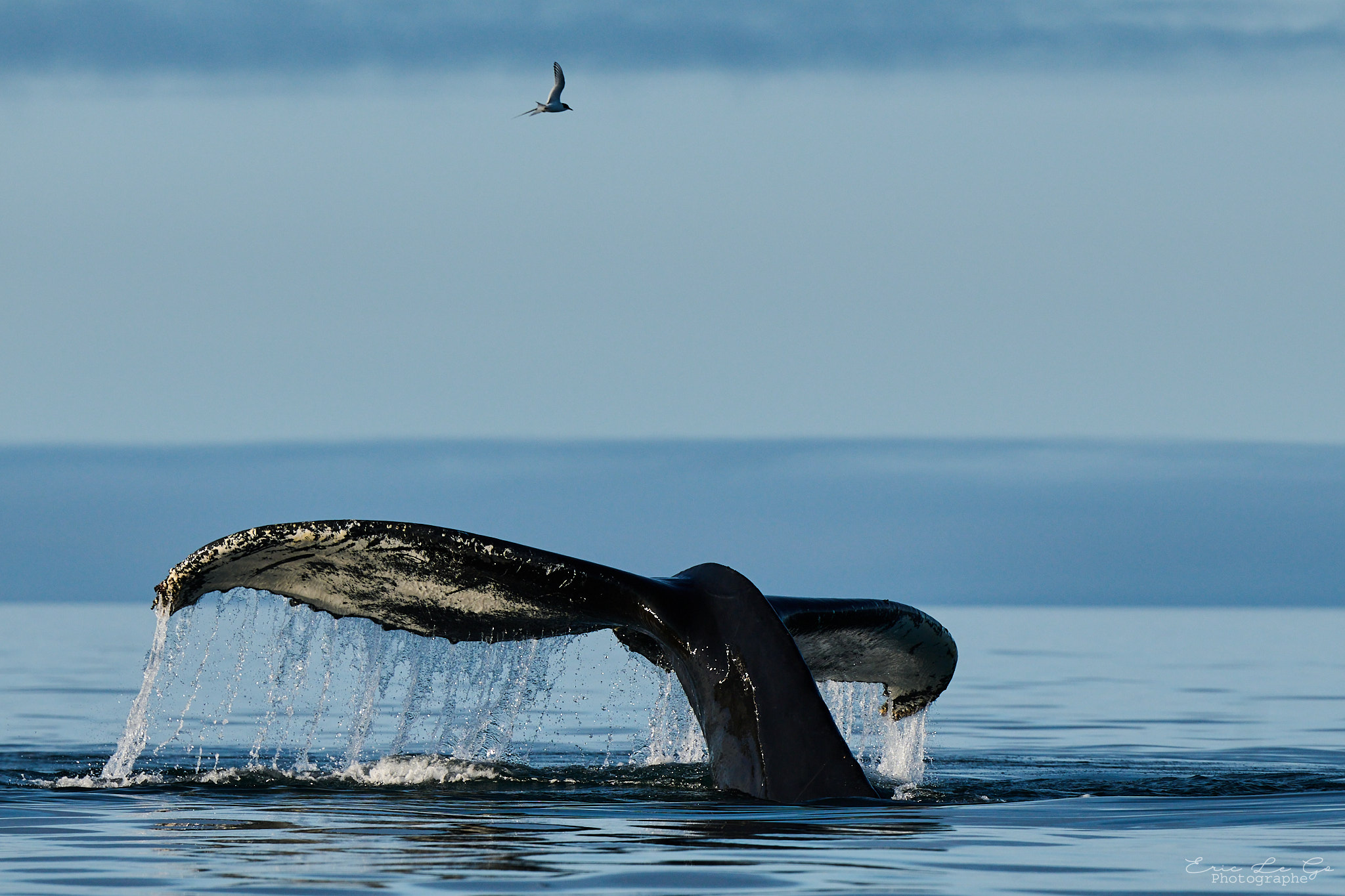 Queue de baleine au Groenland