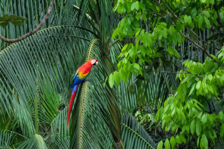 Ara rouge Ara rouge en Guyane