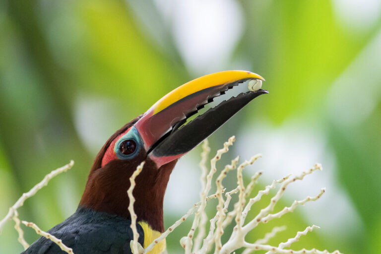 Araçari vert Araçari vert en Guyane