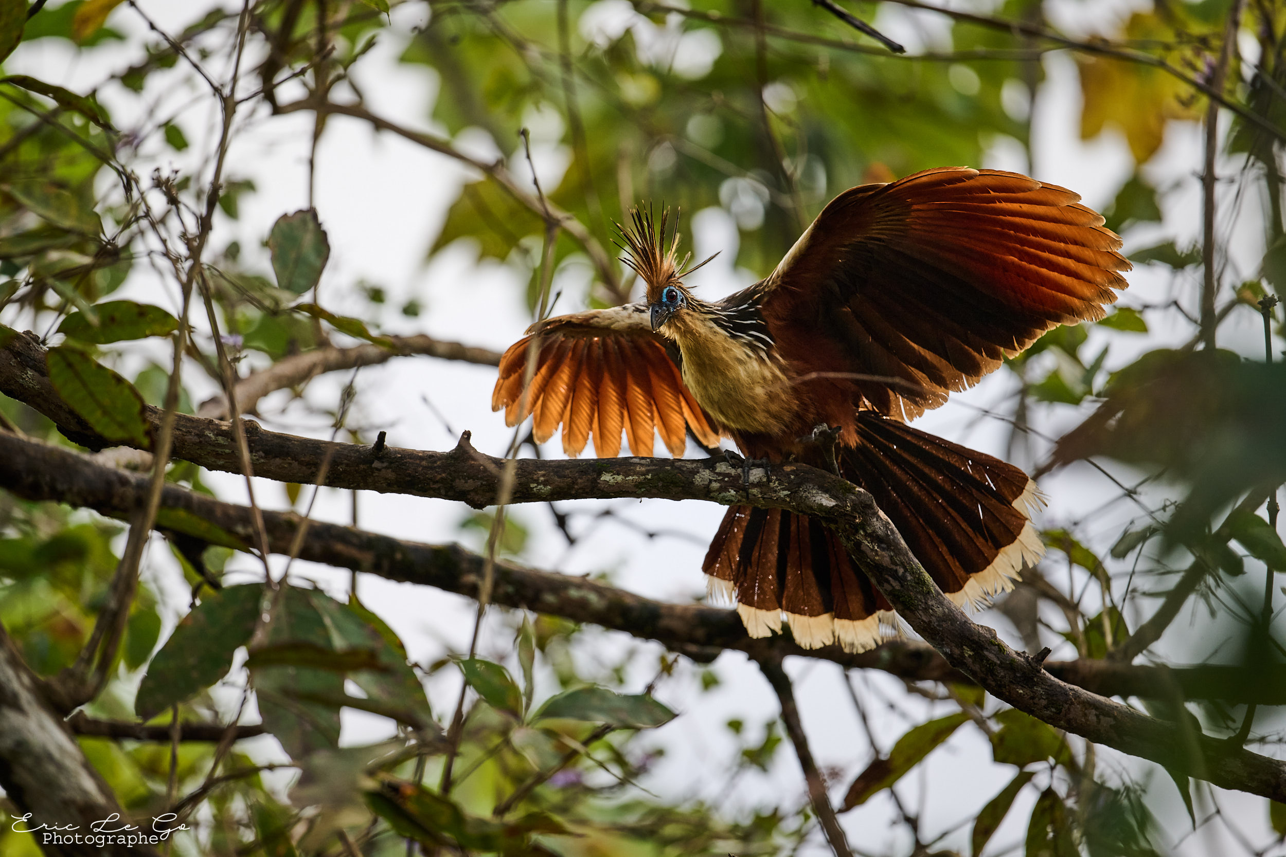 Oiseau dans les arbres au Brésil