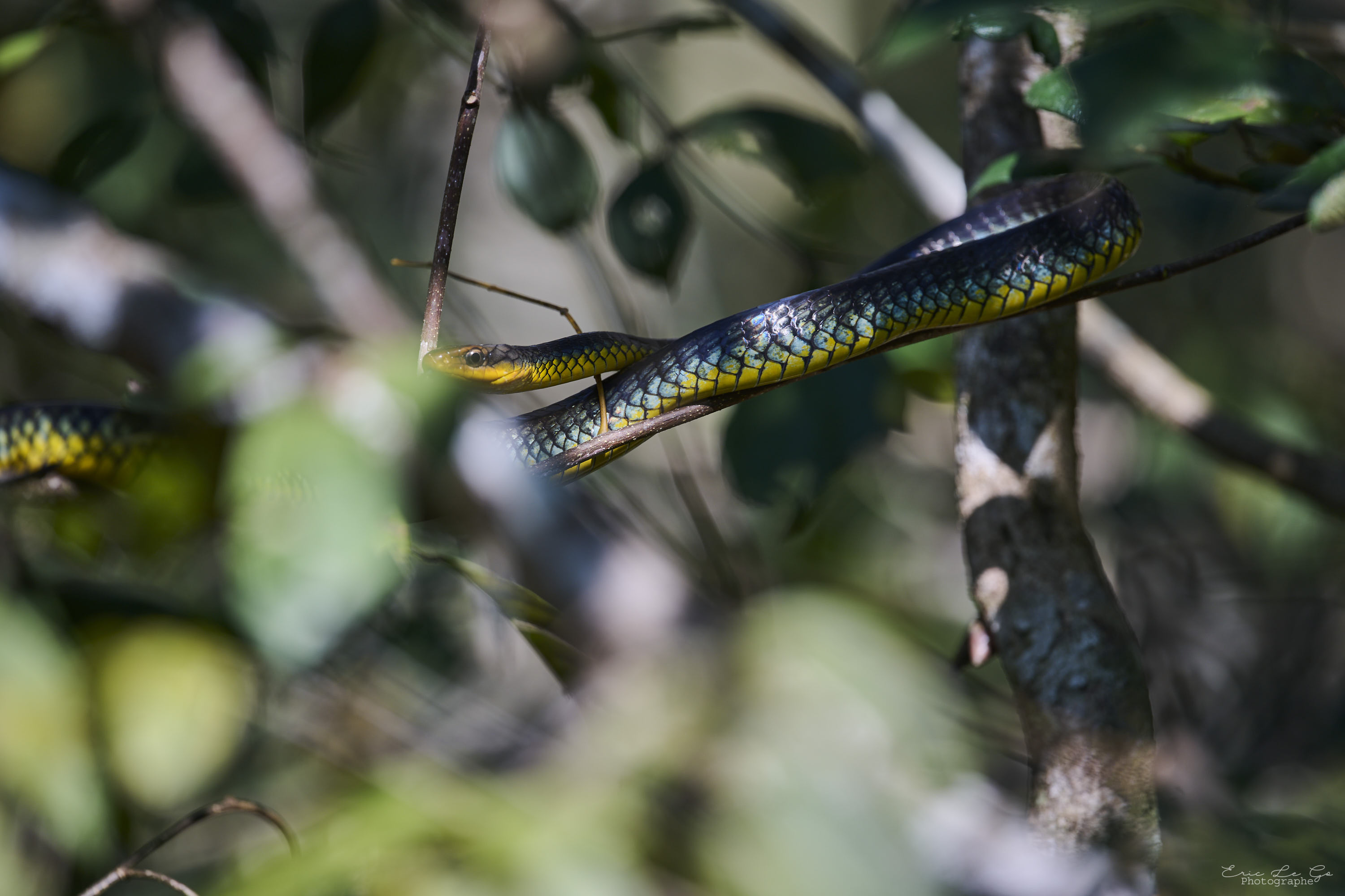 Serpent sur une branche d'arbre au Brésil