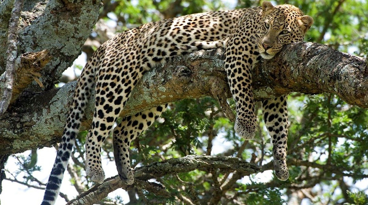 Léopard posé dans un arbre