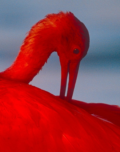 Grand oiseau rouge lors d'un voyage photo en Colombie