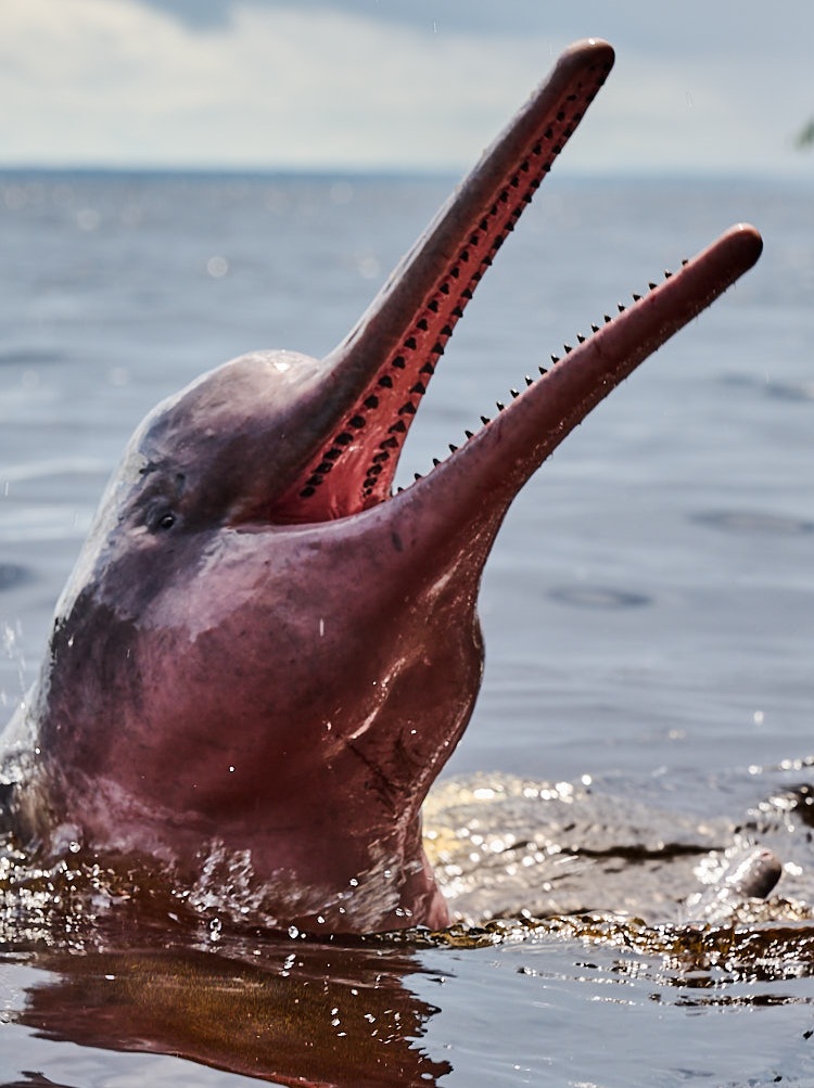 Dauphin rose de l'Amazone au Brésil