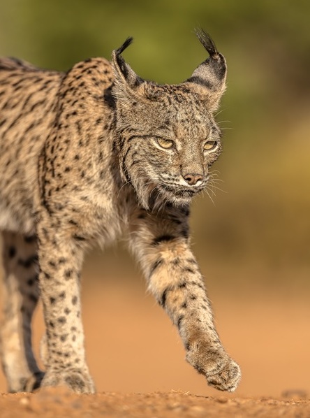 Un lynx ibérique en Espagne