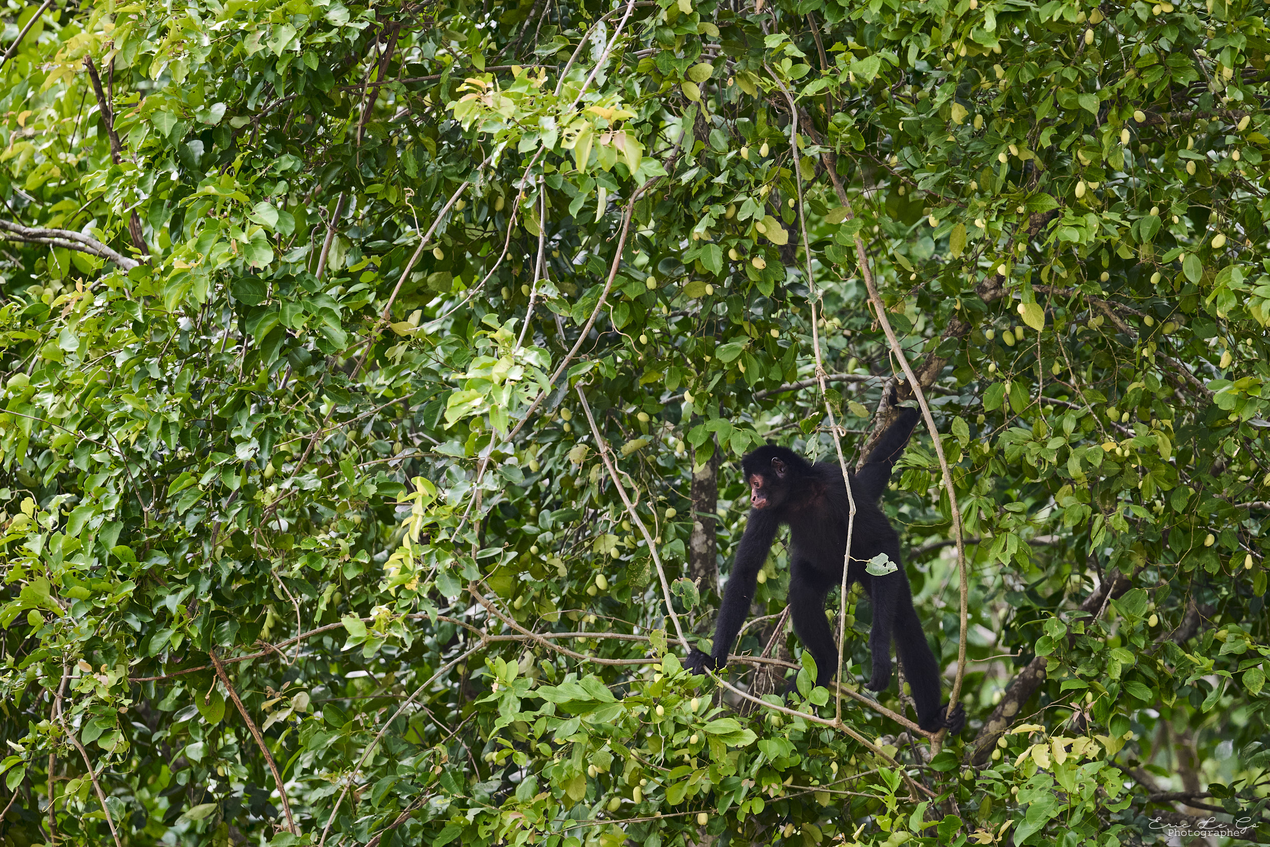 Faune en Bolivie
