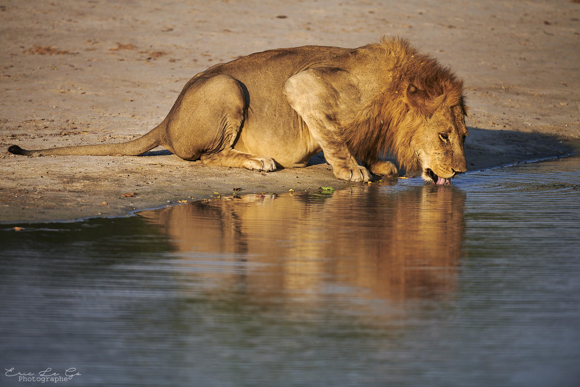 Lion en train de boire au Botswana lors d'un voyage photo