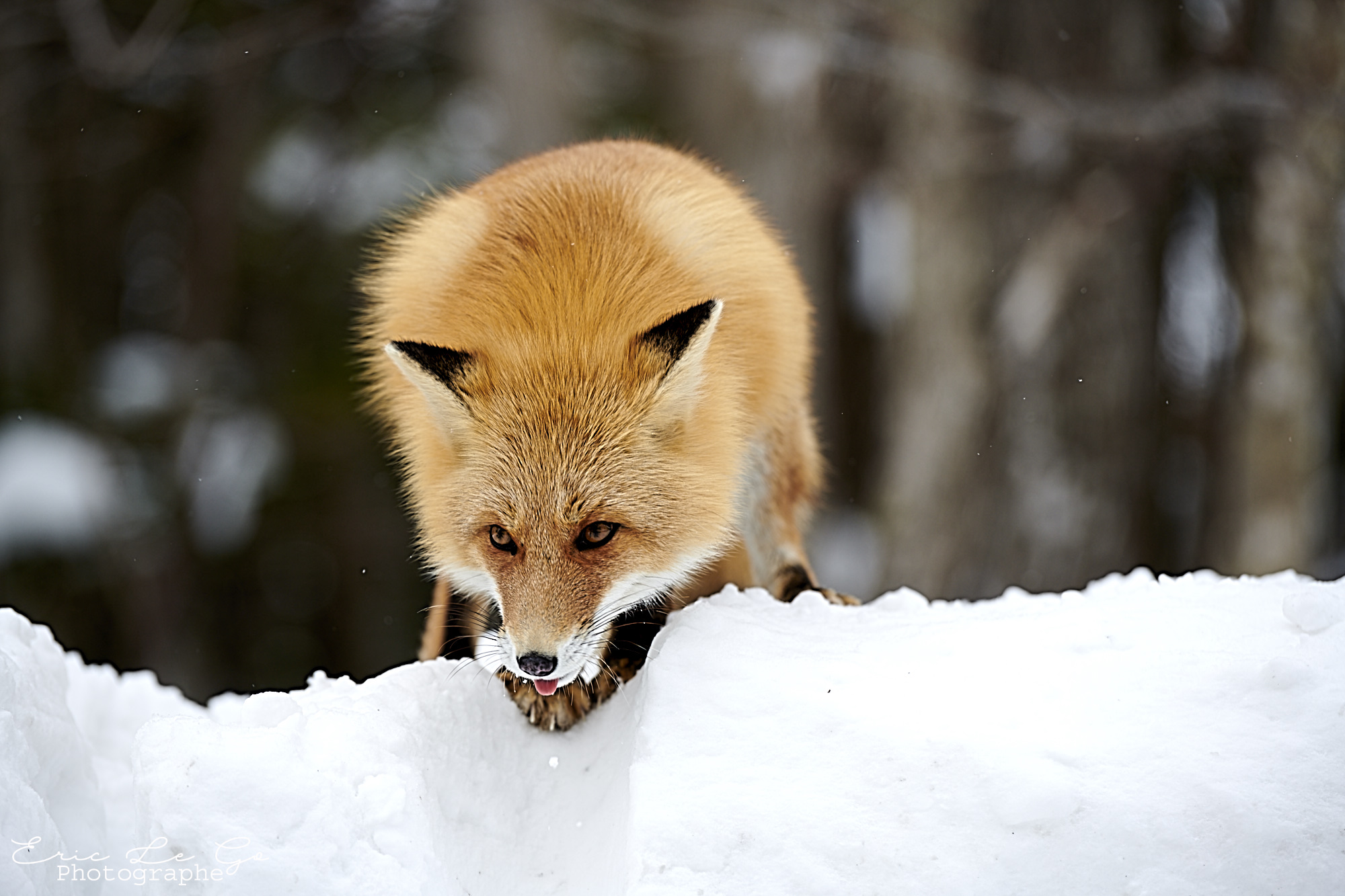 Renard roux sur la neige à Hokkaido