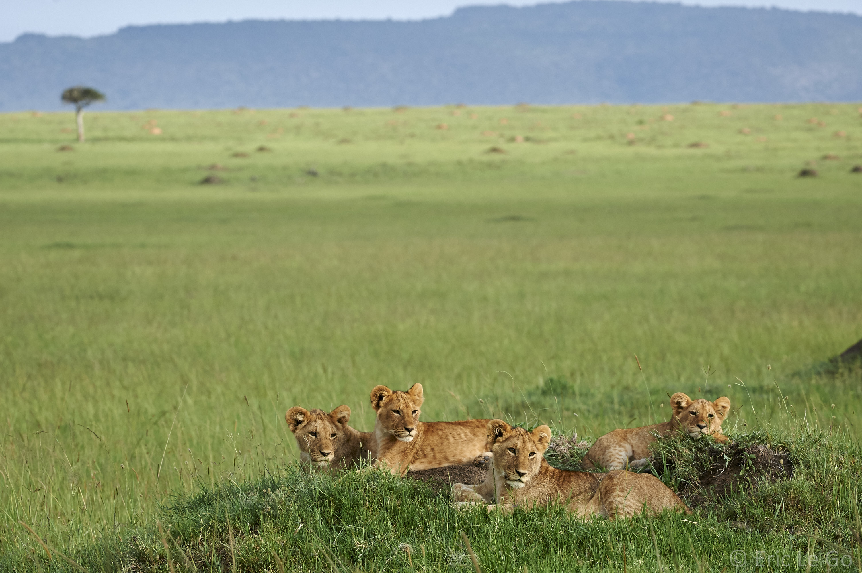 Groupe de lionceaux dans les herbes