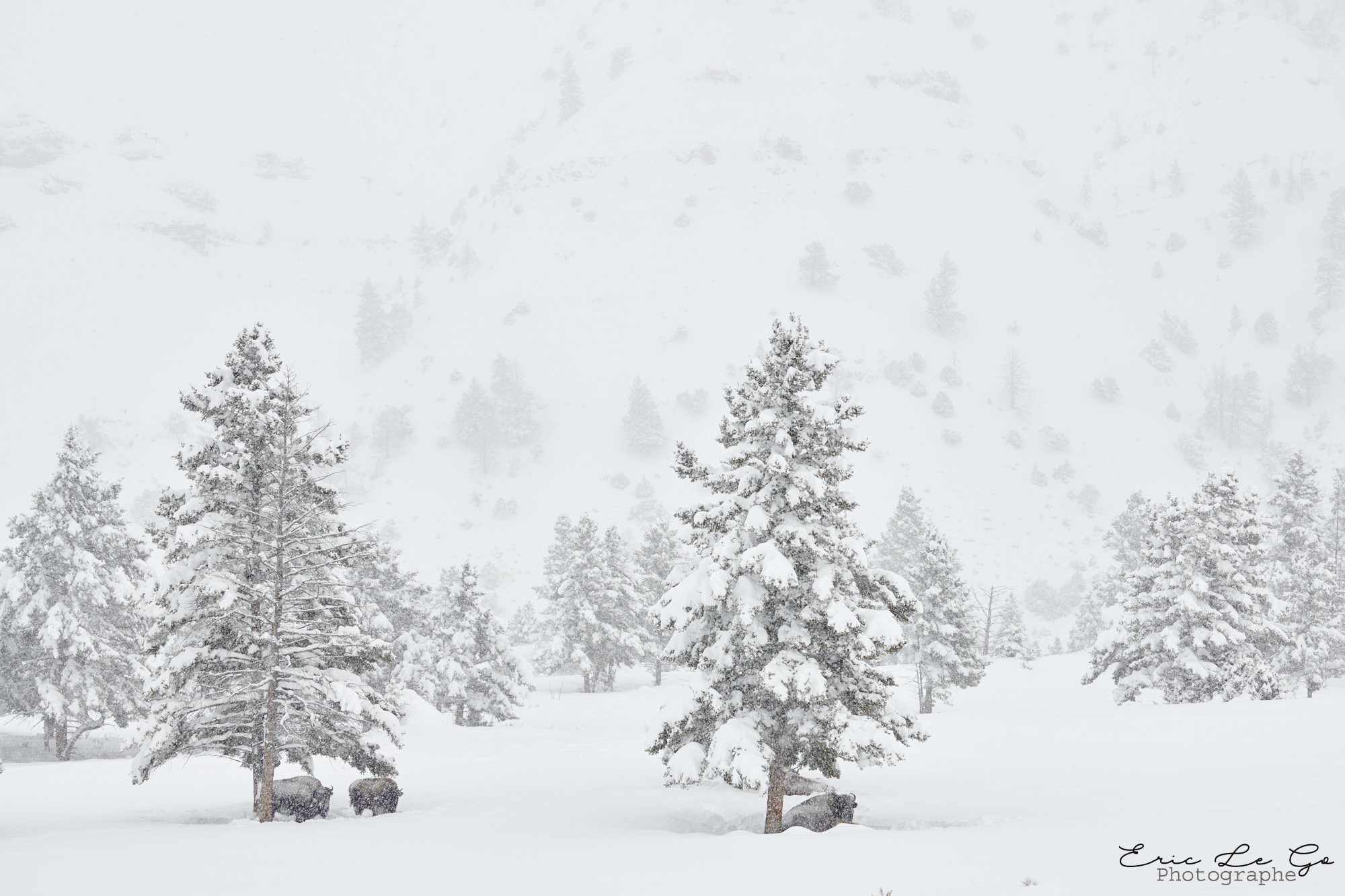 Sapins sous la neige dans le parc Yellowstone