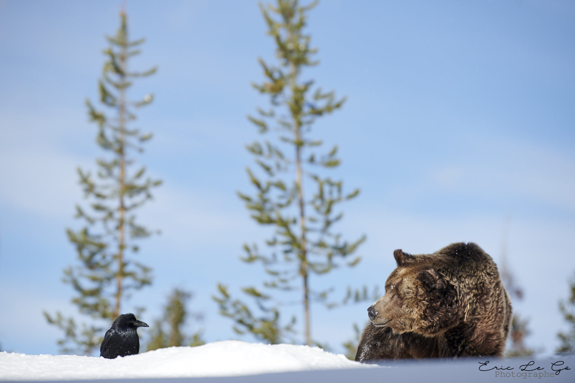 Ours et corbeau dans la neige dans le parc Yellowstone