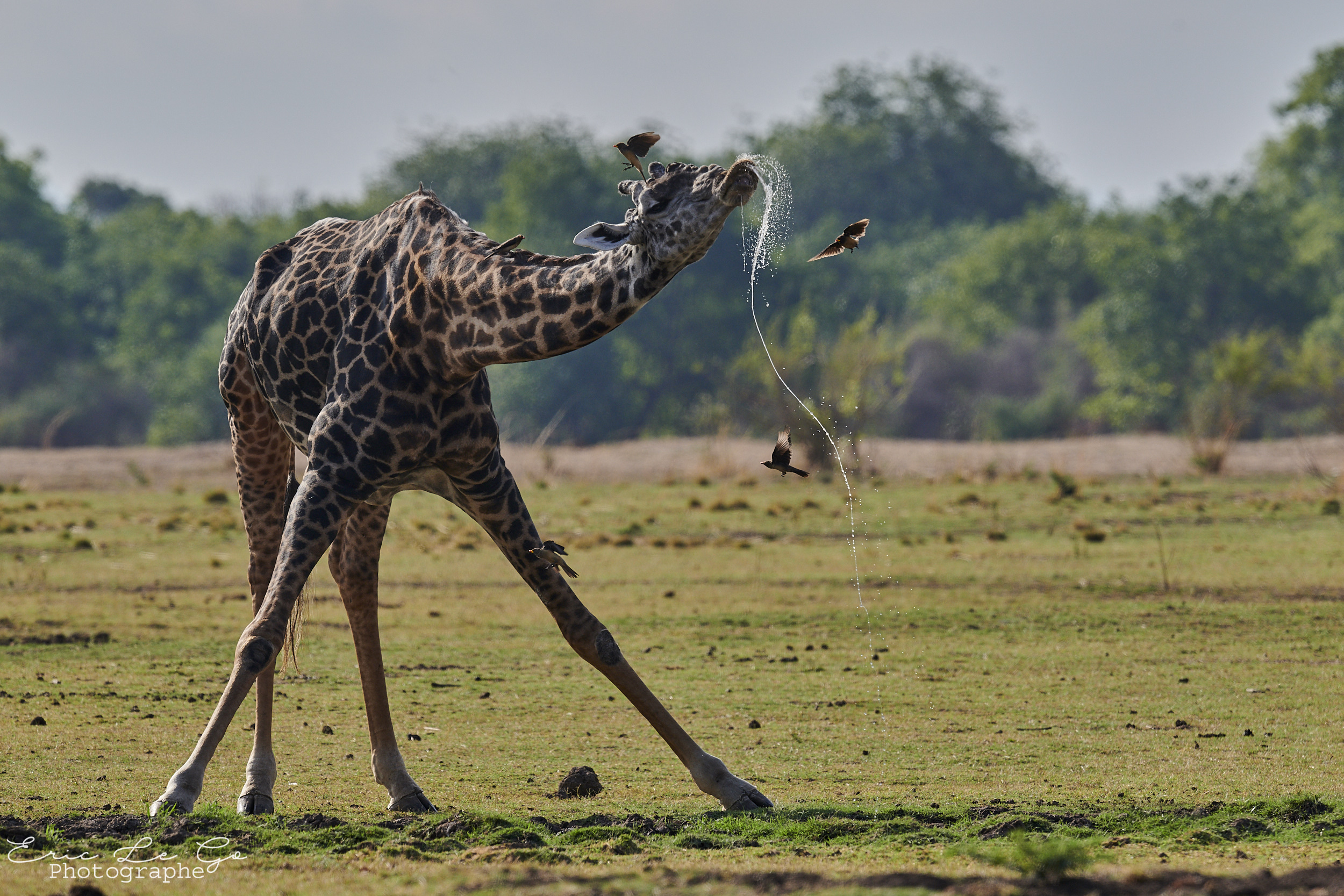 Girafe en train de boire en Zambie