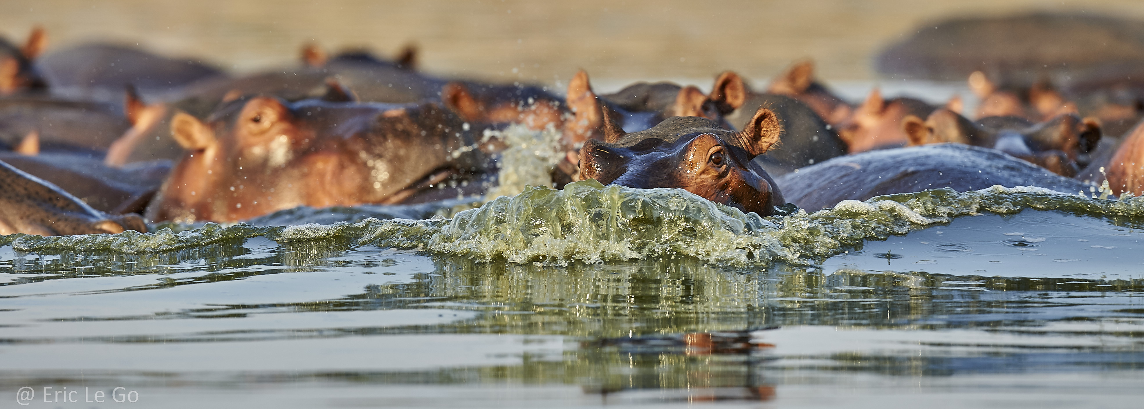 Groupe d'hippopotames dans l'eau en Zambie