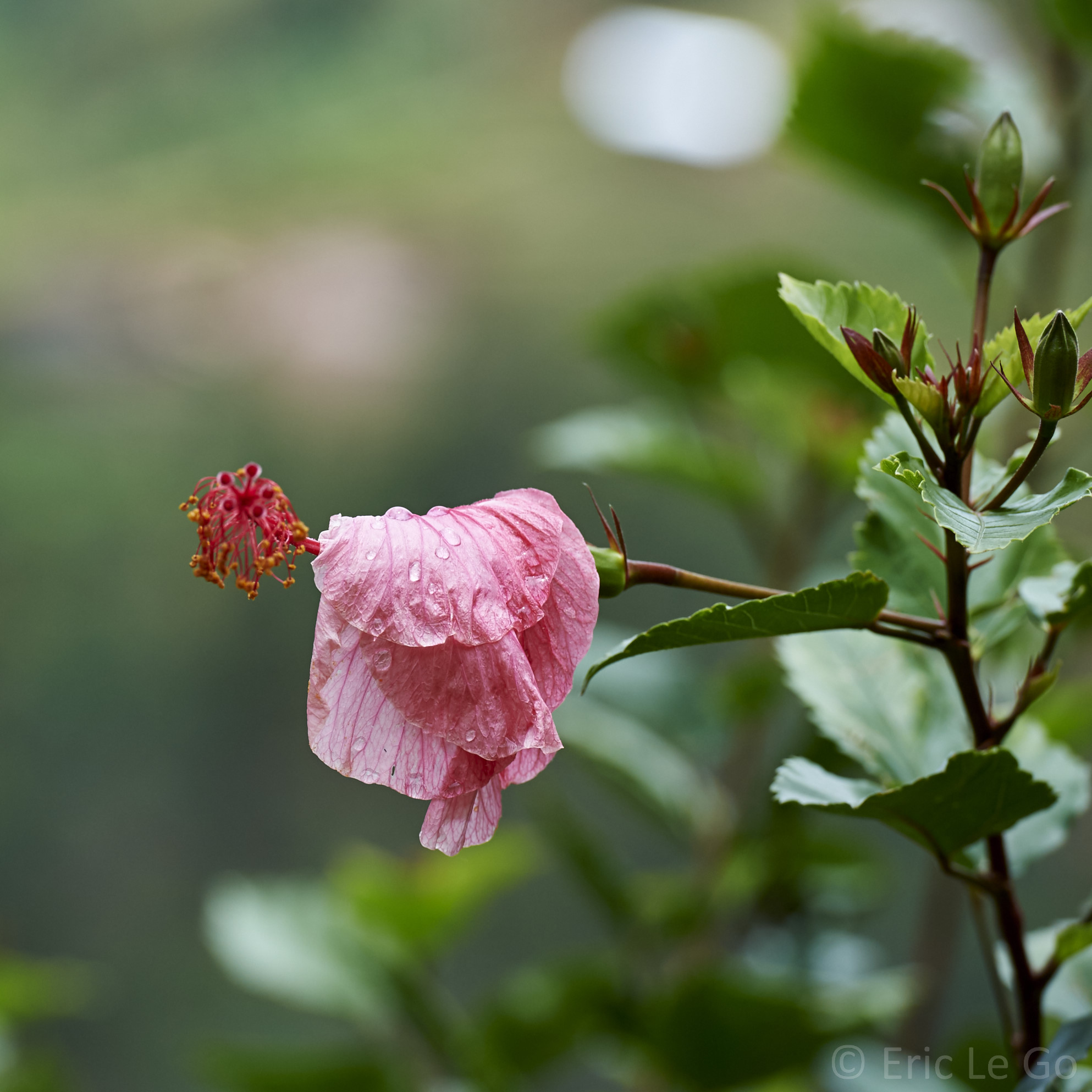 Flore du Rwanda