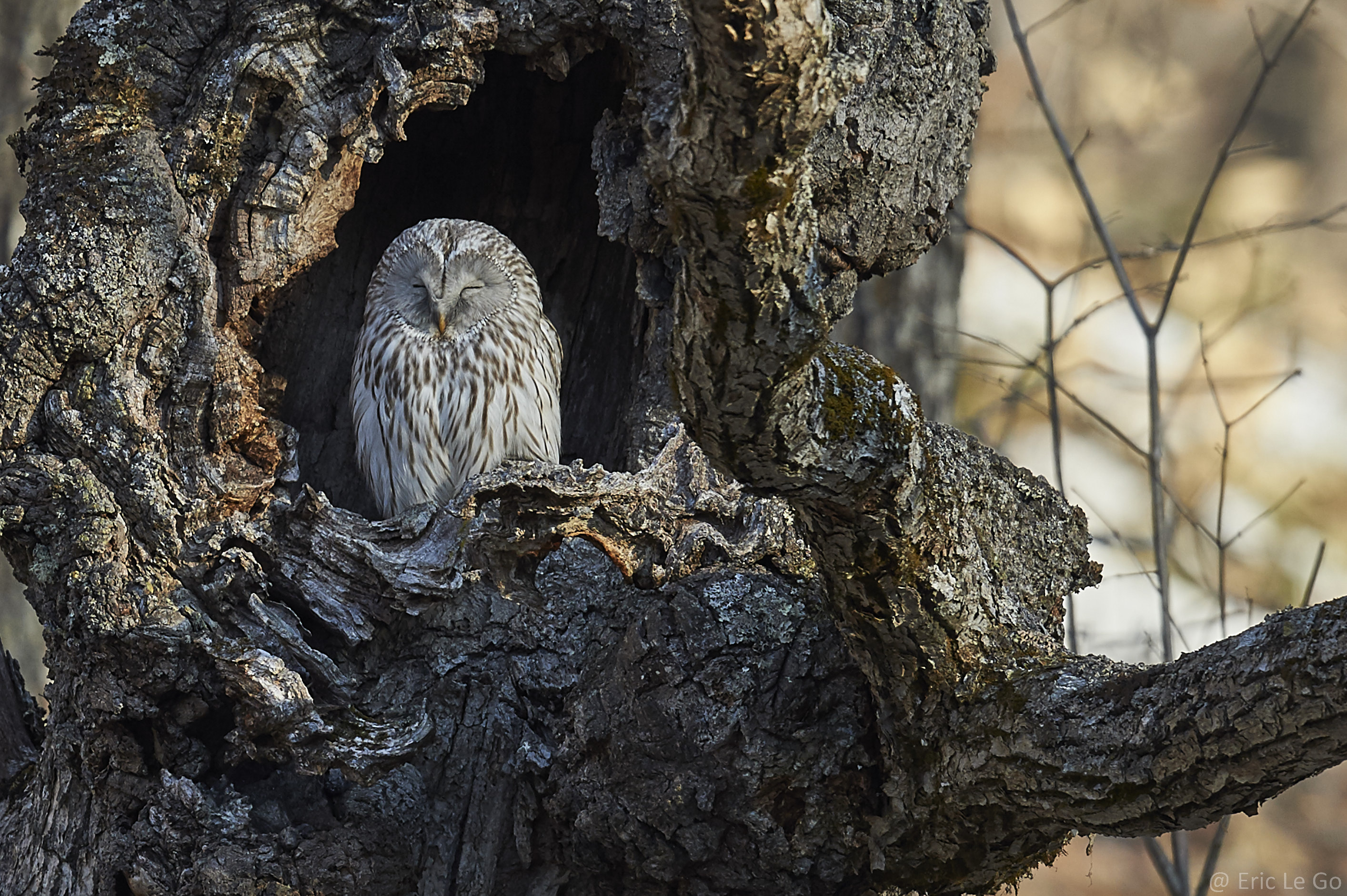 Chouette dans un tronc d'arbre à Hokkaido