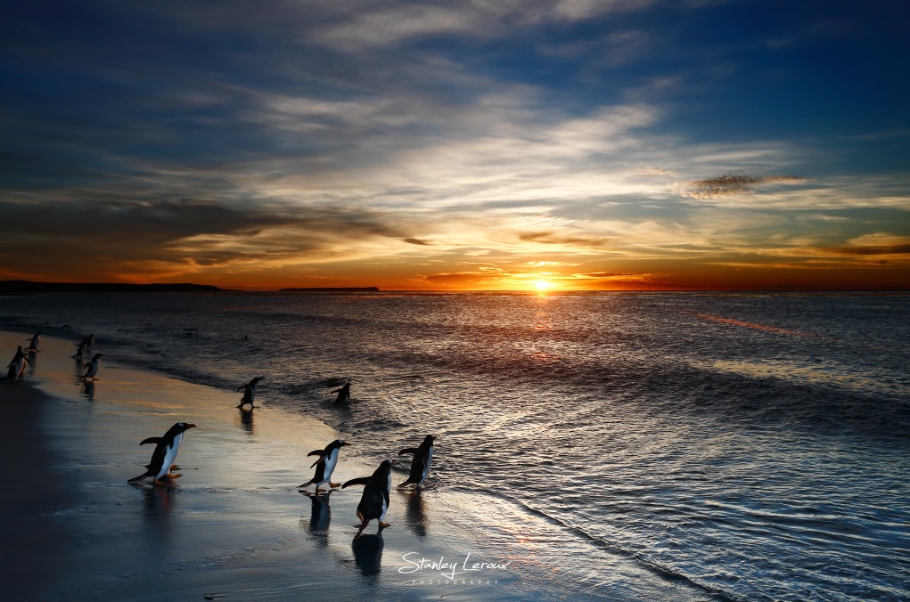 Groupe de manchots au bord de l'océan au coucher du soleil aux îles Falkland