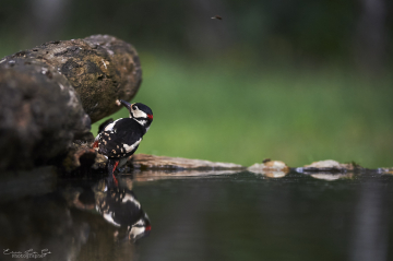 Voyage Roumanie Danube 1