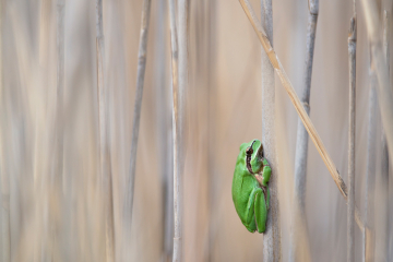 A la rencontre des reptiles d'Occitanie
