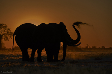 voyage photo botswana