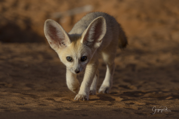 Fennec dans le désert marocain lors d'un voyage photo