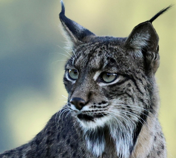 lynx Andalousie voyage photo