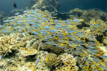 Plongée Raja Ampat Indonésie