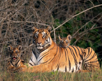 Voyage photo inde tigres