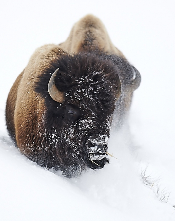Yellowstone en hiver, Bisons, loups et renards