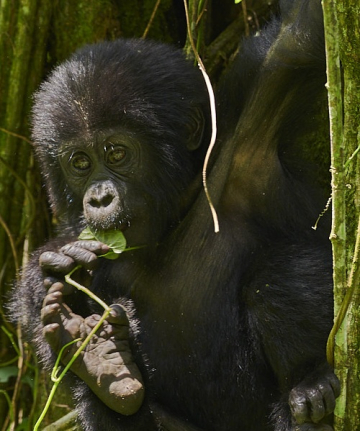 Gorilles, chimpanzés et bec en sabot