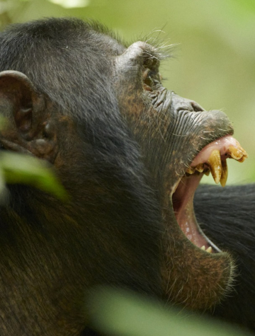 Chimpanzés, Gorilles et bec en sabot