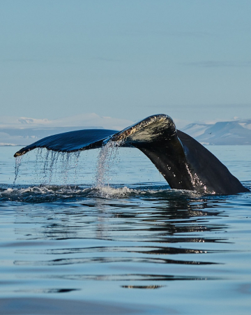 Baleines et icebergs dans la baie de Disko