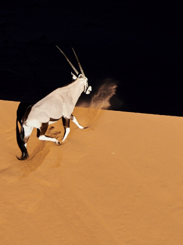 Déserts spectaculaires, Kalahari et Namib