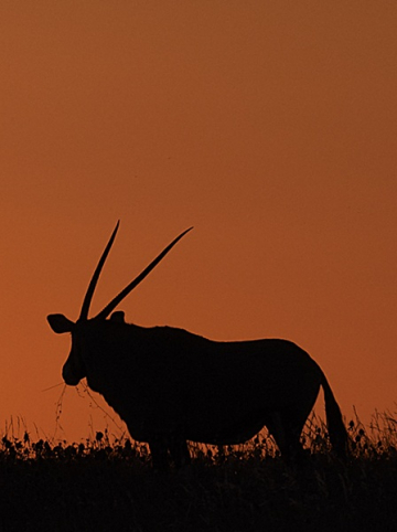Le Kalahari dans tous ses états