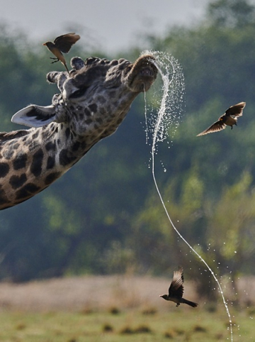 La vallée de la Luangwa