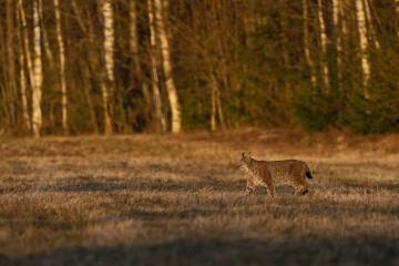 Photographier les rennes et les oiseaux sur les pistes de la taiga finlandaise