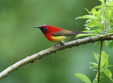 Sichuan sauvage : sur les traces des trésors de Chine