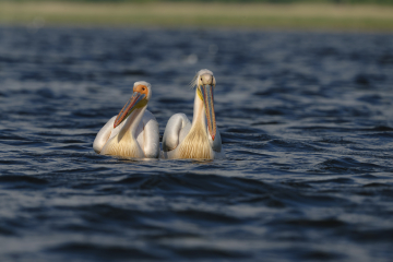 Photographie des oiseaux dans le delta du Danube