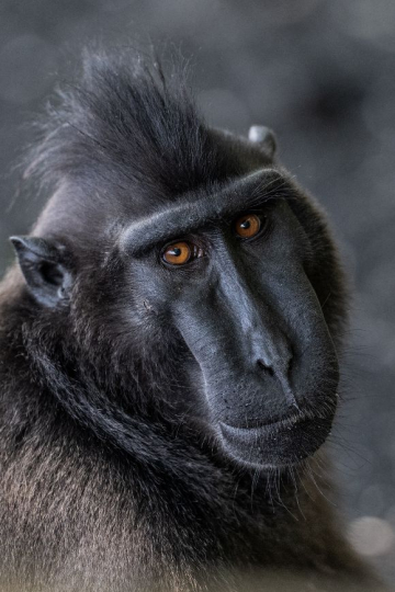 Les singes noirs de Sulawesi