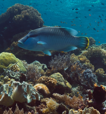 Raja Ampat & Bali : Plongée et image sous-marine