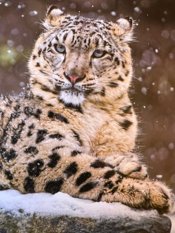La panthère des neiges au Ladakh