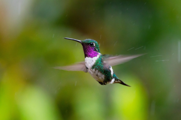 Oiseaux et baleines en Colombie