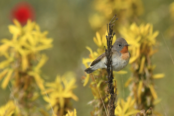Tour d'observation des oiseaux du printemps en Bulgarie