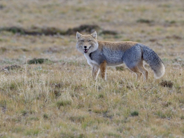 Renard du Tibet