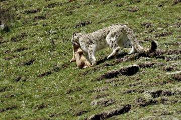 Panthère des neiges