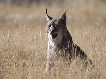 Lynx boréal
