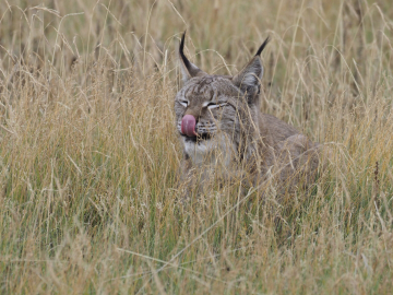 Lynx boréal
