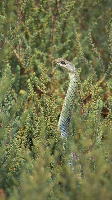 A la rencontre des reptiles d'Occitanie