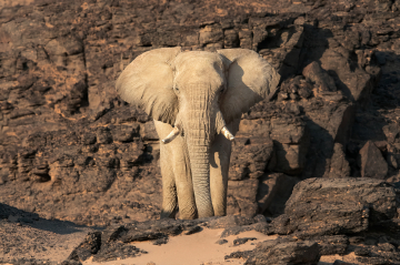 Désert du Namib : la quête des géants